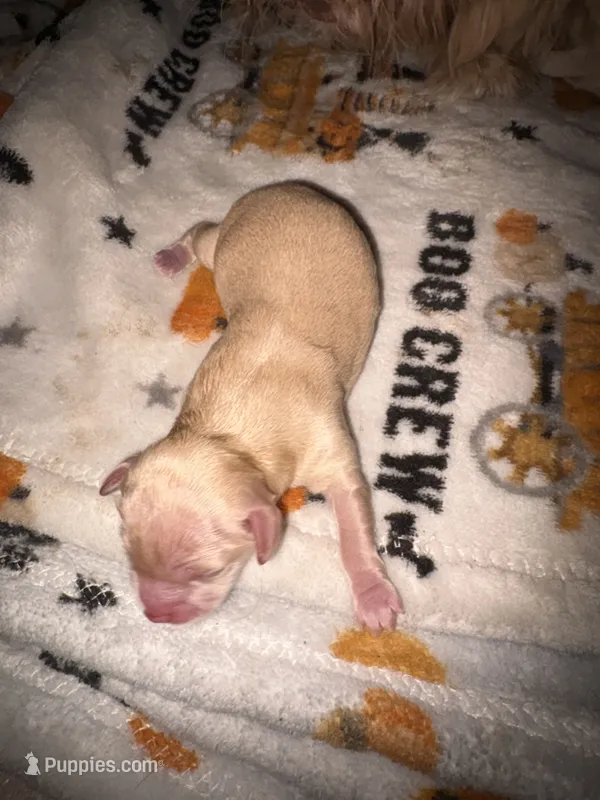 Betty light golden  – Shih Tzu, Miniature Dachshund puppy for sale in The Villages, FL