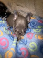 MAX  lilac fawn, a male French Bulldog for sale in The Villages, FL – 1 of 6
