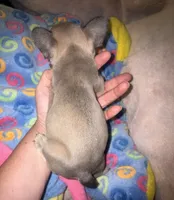 Baby blue fawn, a male French Bulldog for sale in The Villages, FL – 2 of 5