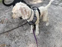 Frank the poodle, a male Poodle - Standard  for sale in The Villages, FL – 4 of 4
