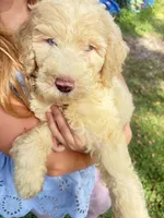 BIG MAN gold&white parti 550 BLUE EYE, a male Poodle - Multi-Colored Standard and Pyredoodle for sale in The Villages, FL – 3 of 10