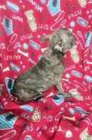 Britney brindle Frenchie $1050, a female French Bulldog for sale in The Villages, FL – 3 of 5