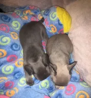 Gemma grey, a female French Bulldog for sale in The Villages, FL – 6 of 9