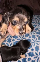 Dapple Dori, a female Miniature Dachshund for sale in Ocala, FL – Photo 2 of 3