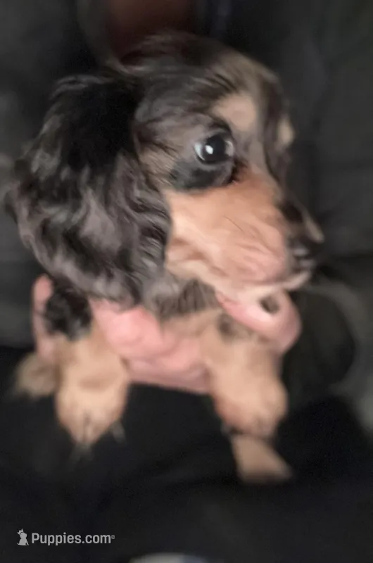 Dapple Dori – Miniature Dachshund puppy for sale in Ocala, FL