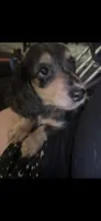 Dapple Dori, a female Miniature Dachshund for sale in Ocala, FL – Photo 9 of 10
