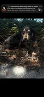 Dapple Dori, a female Miniature Dachshund for sale in Ocala, FL – Photo 2 of 10