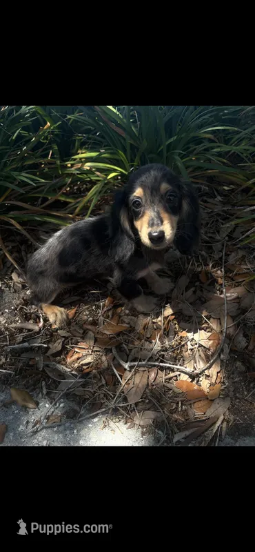 Dapple Dori – Miniature Dachshund puppy for sale in Ocala, FL