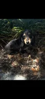 Dapple Dori, a female Miniature Dachshund for sale in Ocala, FL – Photo 1 of 10