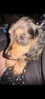 Dapple Dori, a female Miniature Dachshund for sale in Ocala, FL – Photo 3 of 10