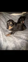 Dapple Dori, a female Miniature Dachshund for sale in Ocala, FL – Photo 6 of 10