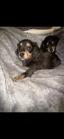 Dapple Dori, a female Miniature Dachshund for sale in Ocala, FL – Photo 5 of 10