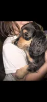 Dapple Dori, a female Miniature Dachshund for sale in Ocala, FL – Photo 8 of 10