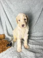 Sparky gold and white parti $1100, a male Poodle - Multi-Colored Standard and Pyredoodle for sale in The Villages, FL – 1 of 3