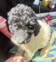 Crystal black & white parti $650, a female Poodle - Multi-Colored Standard and Pyredoodle for sale in The Villages, FL – 2 of 10
