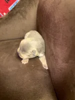 Laila lilac fawn girl, a female French Bulldog for sale in The Villages, FL – 3 of 10