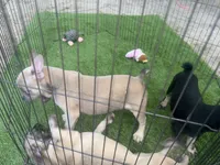 Sarah blue fawn, a female French Bulldog for sale in Ocala, FL – 3 of 4