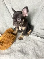 Buddy $1100, a male French Bulldog for sale in The Villages, FL – 5 of 10