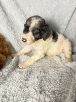 Jasmine Merle parti $1250, a female Poodle - Multi-Colored Standard and Pyredoodle for sale in The Villages, FL – 3 of 3