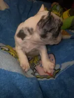 GHOST Merle pied boy, a male French Bulldog for sale in The Villages, FL – 2 of 7