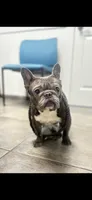 Laila lilac fawn girl, a female French Bulldog for sale in The Villages, FL – 10 of 10