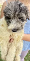 Sadie Merle parti color $650, a female Poodle - Multi-Colored Standard and Pyredoodle for sale in The Villages, FL – 4 of 5