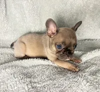 Baby blue fawn $1500, a male French Bulldog for sale in The Villages, FL – 4 of 5