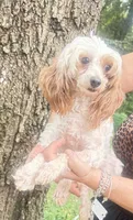 BUNNY miniature poodle $1250, a female German Shepherd Dog for sale in The Villages, FL – 1 of 6