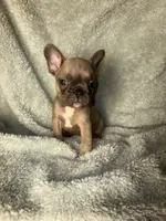 Baby blue fawn $1500, a male French Bulldog for sale in The Villages, FL – 2 of 5