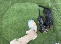 Hazel litter due this summer!, a  Miniature Dachshund for sale in The Villages, FL – 6 of 6