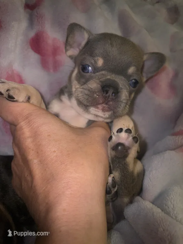 Laila lilac & fawn – French Bulldog puppy for sale in The Villages, FL