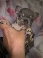 Laila lilac & fawn, a female French Bulldog for sale in The Villages, FL – 1 of 8