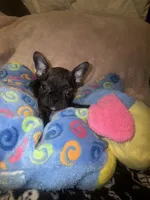 BRITNEY , a female French Bulldog for sale in The Villages, FL – 2 of 8