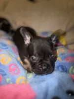 Buddy $1300, a male French Bulldog for sale in The Villages, FL – 6 of 7