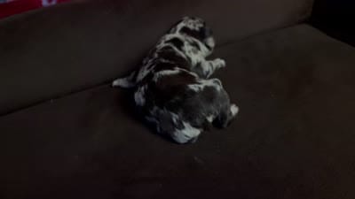Harley the chocolate Merle, a male French Bulldog for sale in The Villages, FL – 8 of 10