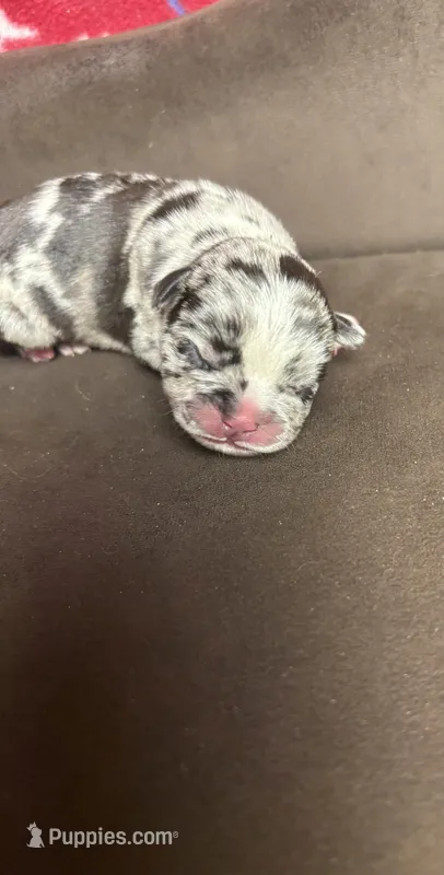 Harley the chocolate Merle – French Bulldog puppy for sale in The Villages, FL