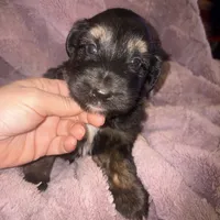 Kevin, a male German Shepherd Dog and Great Pyrenees for sale in Ocala, FL – Photo 1 of 3
