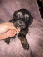 Kevin, a male German Shepherd Dog and Great Pyrenees for sale in Ocala, FL – Photo 1 of 3