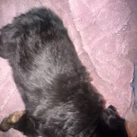 Kevin, a male German Shepherd Dog and Great Pyrenees for sale in Ocala, FL – Photo 3 of 3