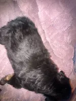 Kevin, a male German Shepherd Dog and Great Pyrenees for sale in Ocala, FL – Photo 3 of 3