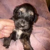 Kevin, a male German Shepherd Dog and Great Pyrenees for sale in Ocala, FL – Photo 2 of 3