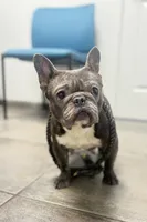 Barry black & tan, a male French Bulldog for sale in The Villages, FL – 3 of 6
