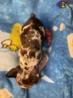 Harley Merle harlequin  chocolate , a female French Bulldog for sale in The Villages, FL – 3 of 9