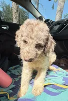 Merlin $700 chocolate Merle parti BLUEGREEN EYES, a male Poodle - Multi-Colored Standard and Pyredoodle for sale in The Villages, FL – 2 of 8