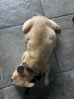 BINGO, a female French Bulldog for sale in Ocala, FL – Photo 5 of 7