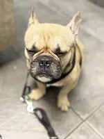 BINGO, a female French Bulldog for sale in Ocala, FL – Photo 3 of 7