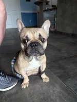 BINGO, a female French Bulldog for sale in Ocala, FL – Photo 1 of 7