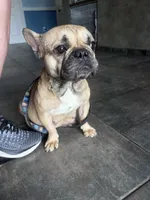 BINGO, a female French Bulldog for sale in Ocala, FL – Photo 2 of 7