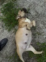 BINGO, a female French Bulldog for sale in Ocala, FL – Photo 4 of 7