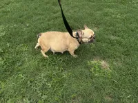 BINGO, a female French Bulldog for sale in Ocala, FL – Photo 7 of 7